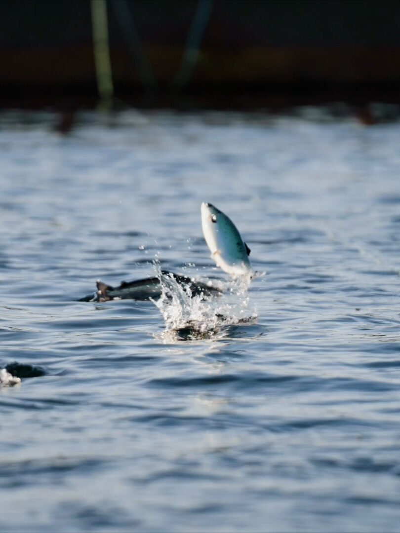 Poissons dans l'eau
