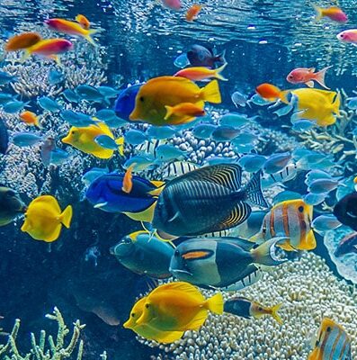 Poissons dans aquarium