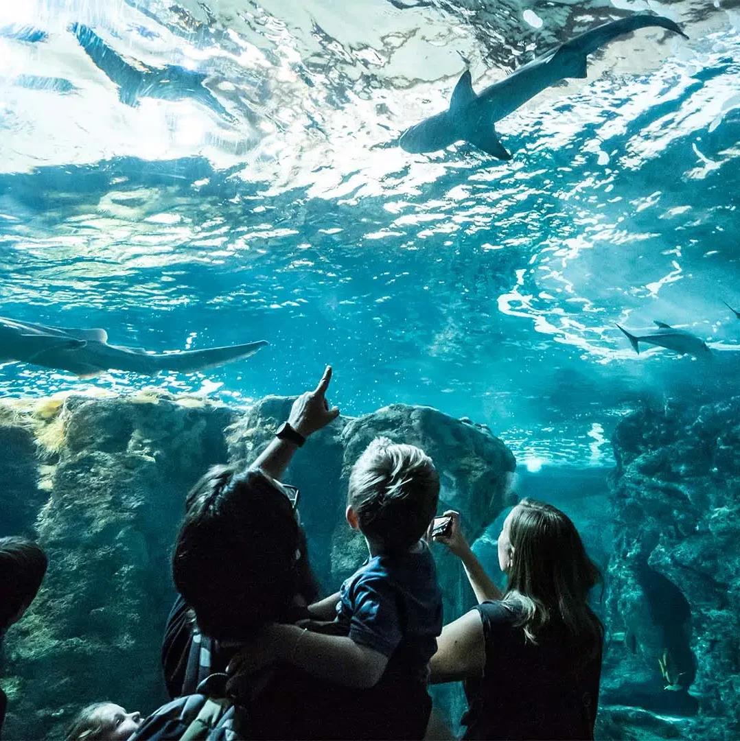 Aquarium Oceanopolis avec public